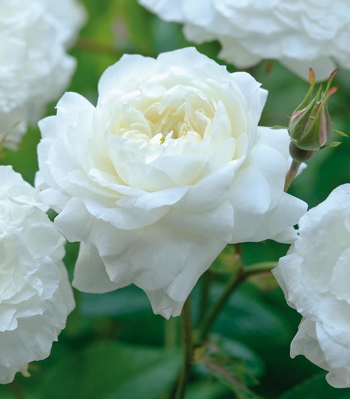 Rosa Susan William-Ellis