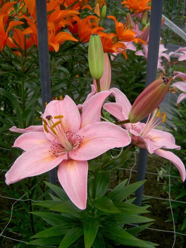 Lilium asiatic Fantasiatic Pink