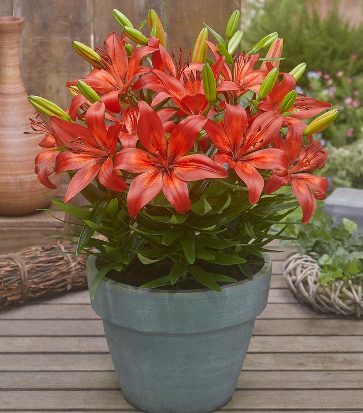 Lilium asiatic Fantasiatic Red