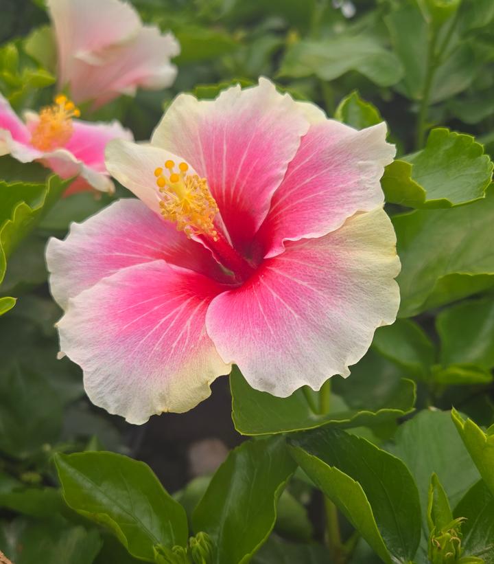 Hibiscus rosa-sinensis Hollywood Hibiscus® America's Sweetheart™