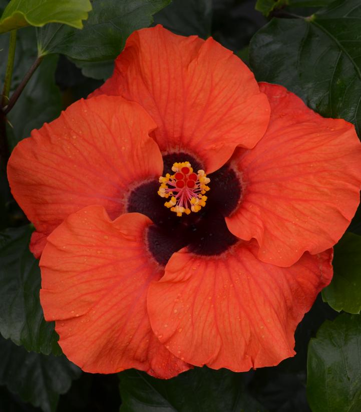 Hibiscus rosa-sinensis Hollywood Hibiscus® Sunset Boulevard™