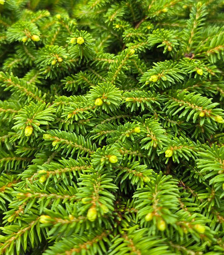 Picea abies 'Little Gem'