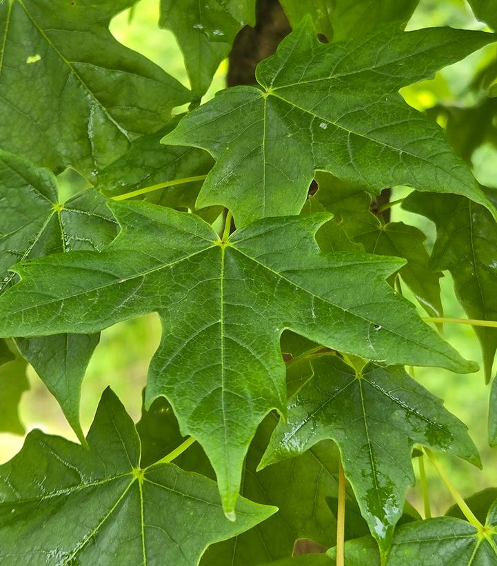 Acer saccharum Legacy®