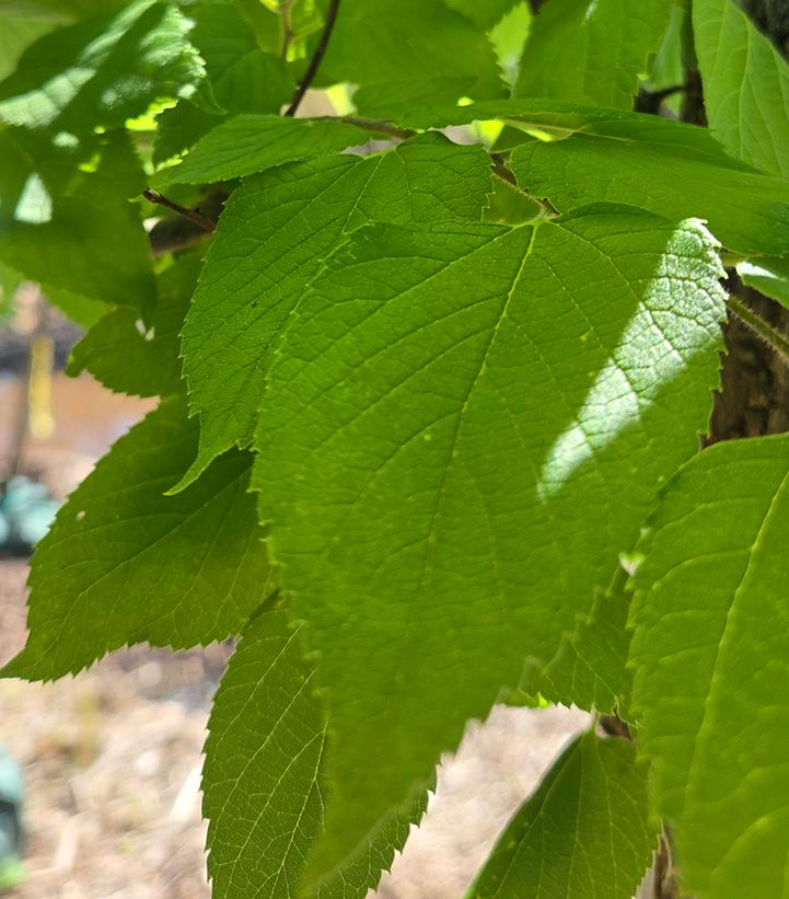 Celtis occidentalis 