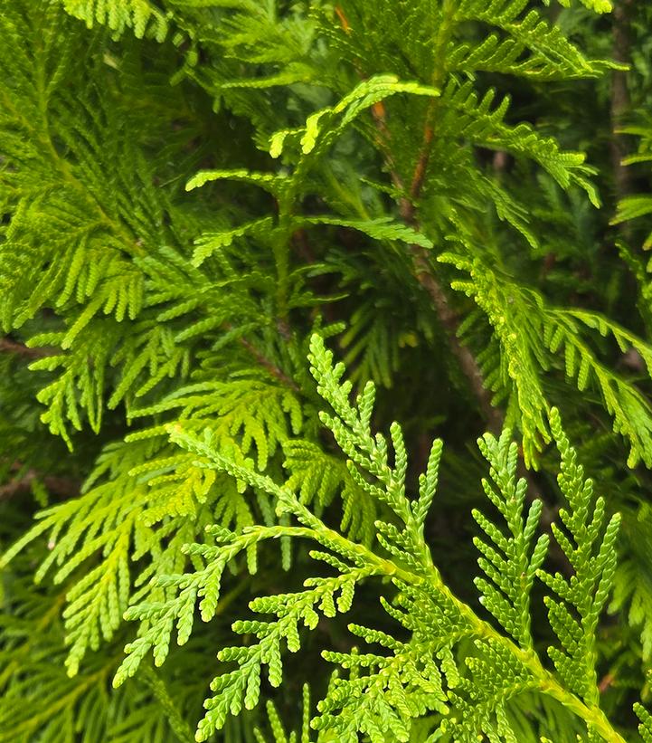 Thuja occidentalis 'Elegantissima'