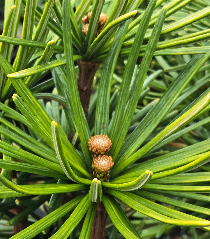Sciadopitys verticillata 'Arctic Emerald'