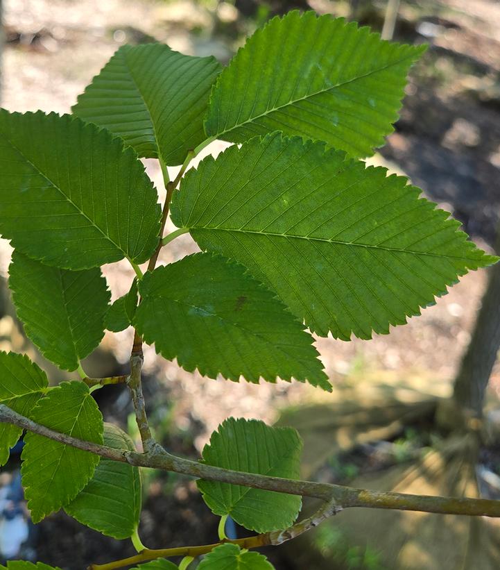 Ulmus americana 'Princeton'