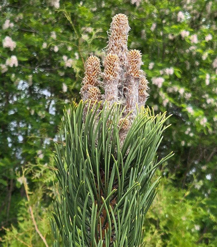 Pinus nigra 'Oregon Green'