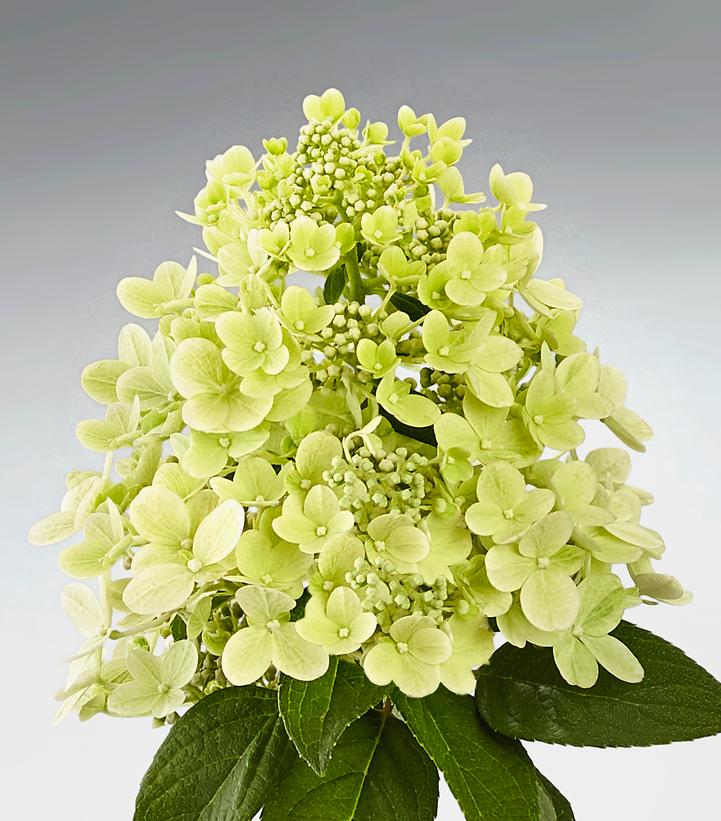 Hydrangea paniculata Panflora