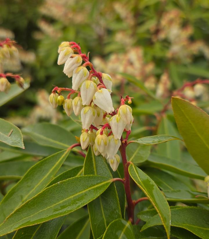 Pieris jap. Brouwers Beauty
