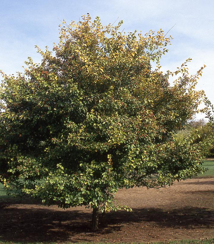 Crataegus viridis 'Winter King'