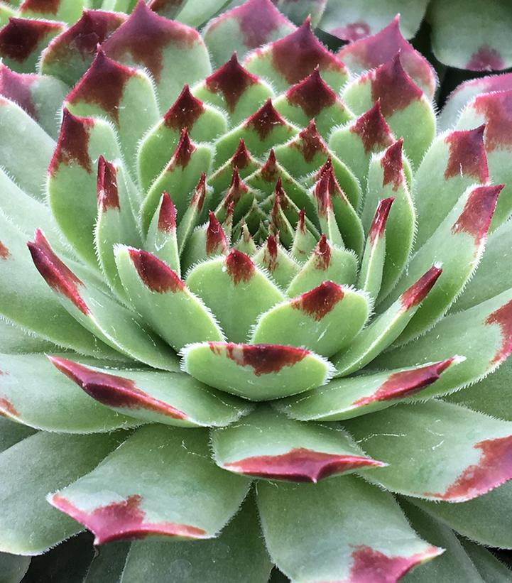 Sempervivum Chick Charms® Mint Marvel™