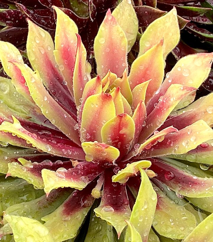 Sempervivum Chick Charms® Lemon Waves™