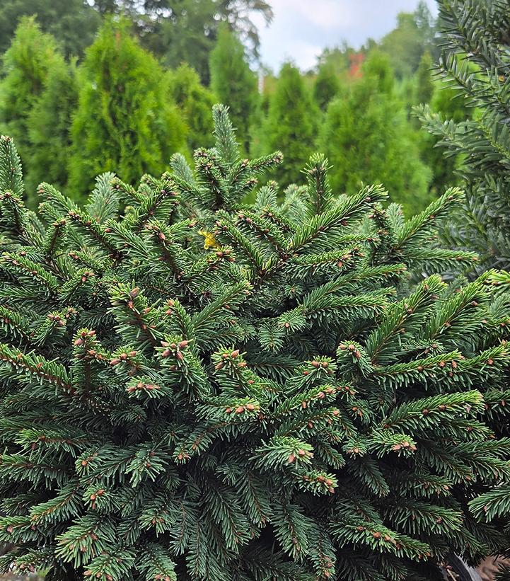 Picea abies 'Pumila'