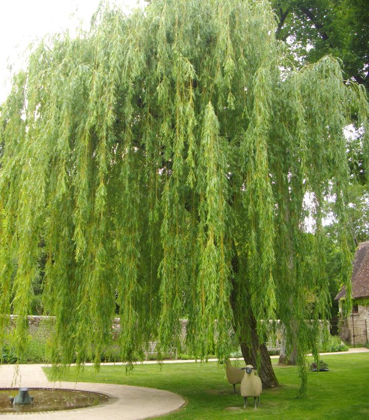Salix babylonica 