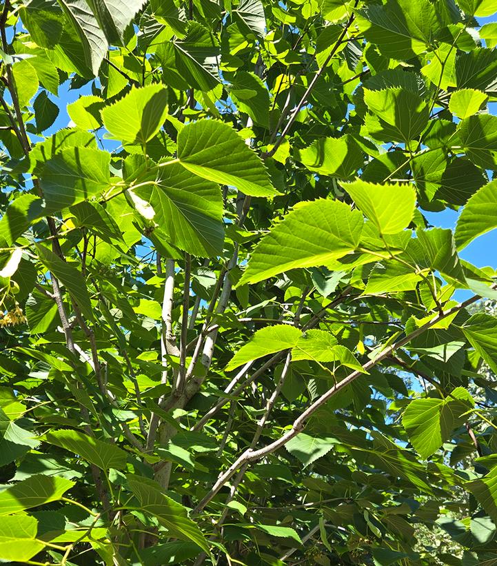 Tilia americana American Sentry®