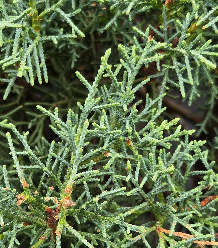 Cupressus arizonica Carolina Sapphire