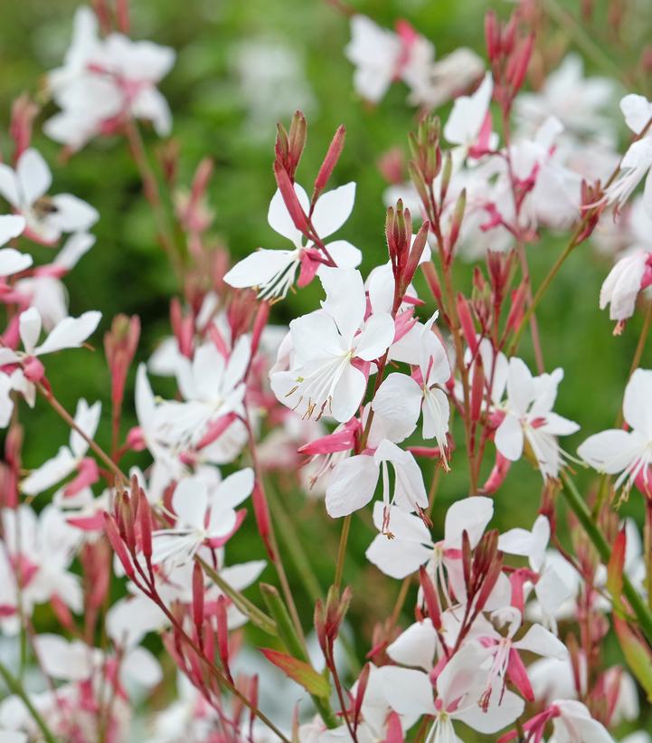 Gaura lindheimeri 'Whirling Butterflies'