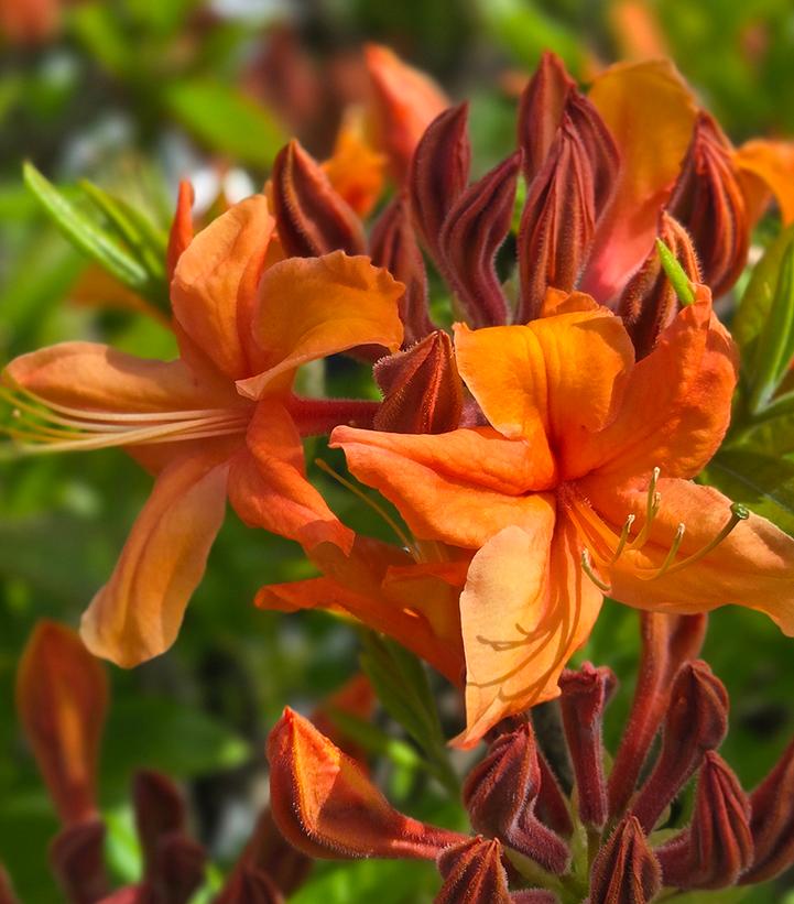 Azalea calendulaceum 'Tangerine Delight'
