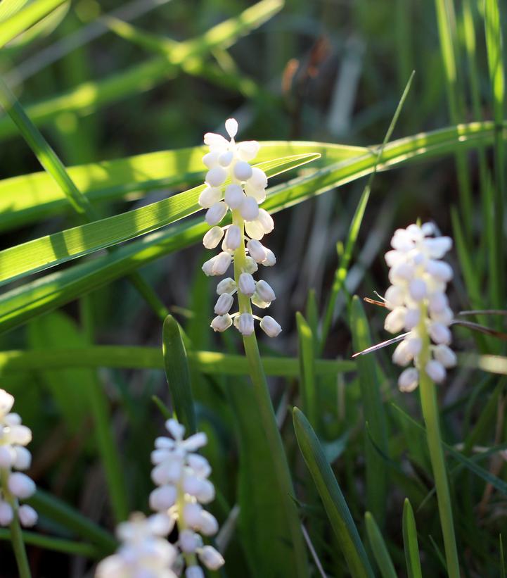 Liriope muscari Monroe's White