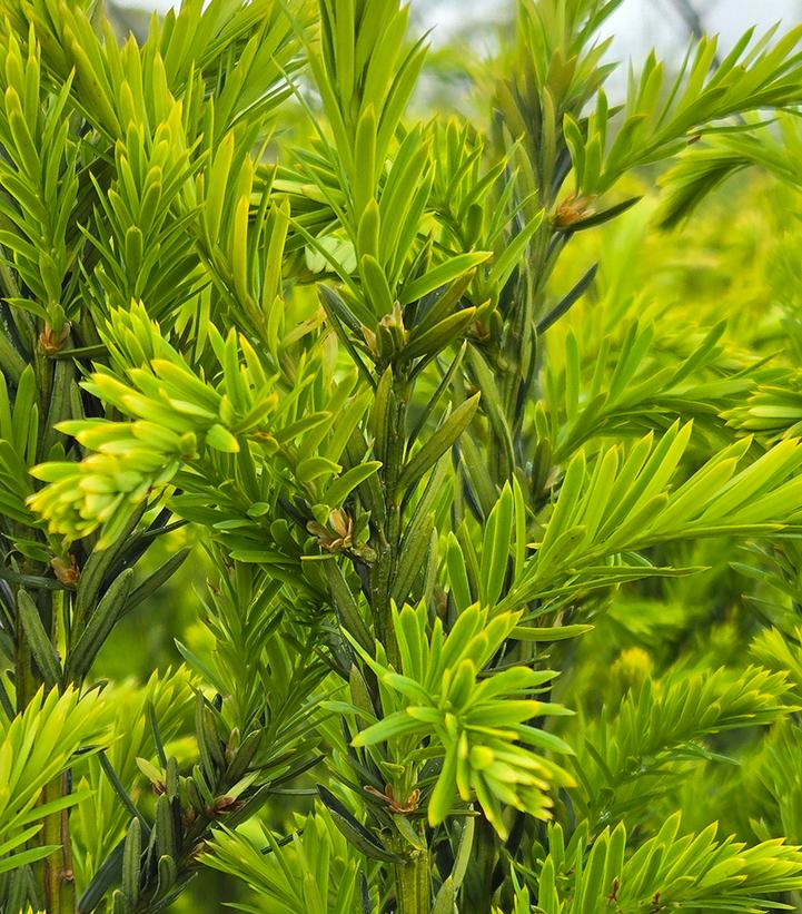 Taxus x media 'Hillii'