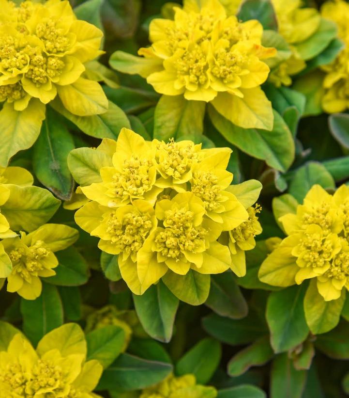Euphorbia 'Urge to Splurge'