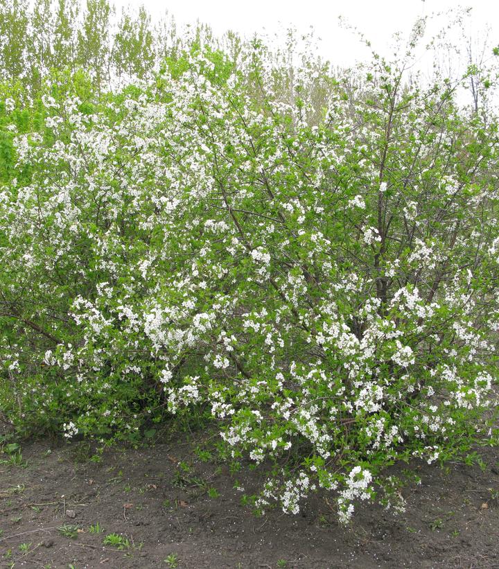 Prunus x Romance 'Carmine Jewel'