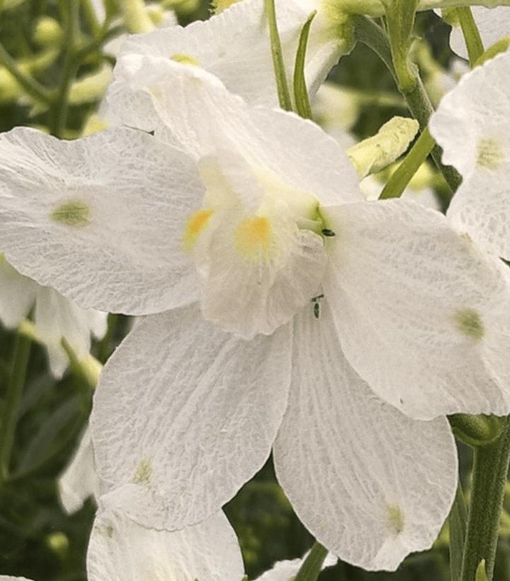 Delphinium grandiflorum Hunky Dory™ White