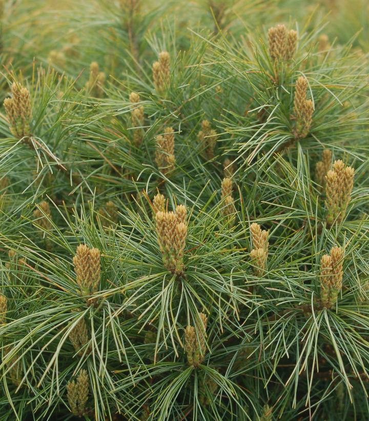 Pinus strobus Soft Touch