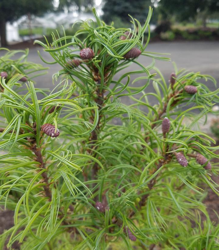 Pinus strobus Torulosa