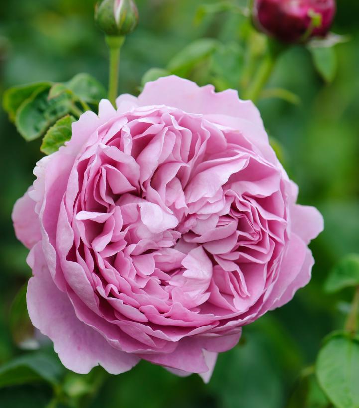 Rosa Charles Rennie Mackintosh