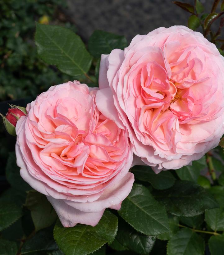 Rosa Martha Stewart™