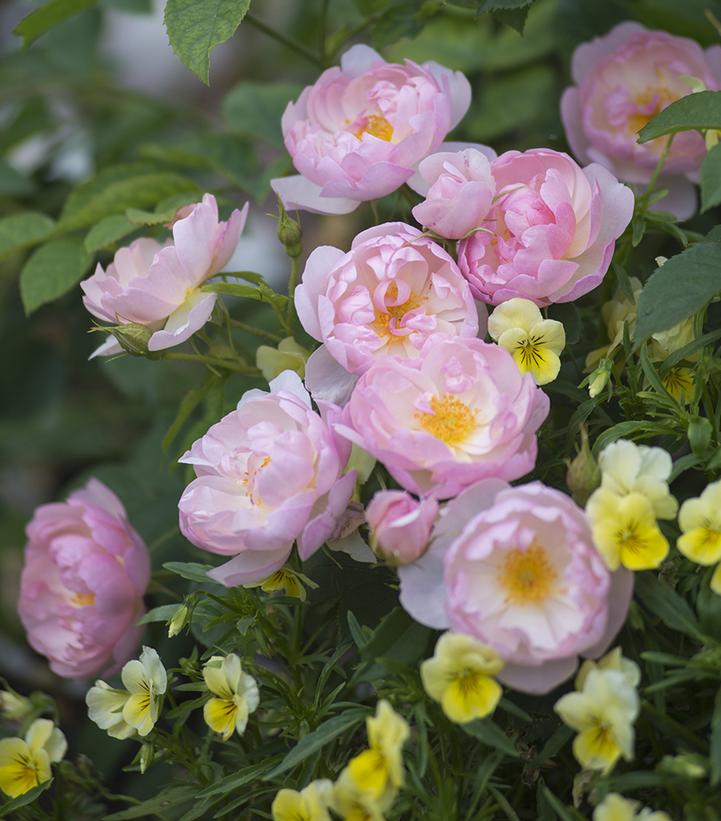 Rosa 'Scarborough Fair'