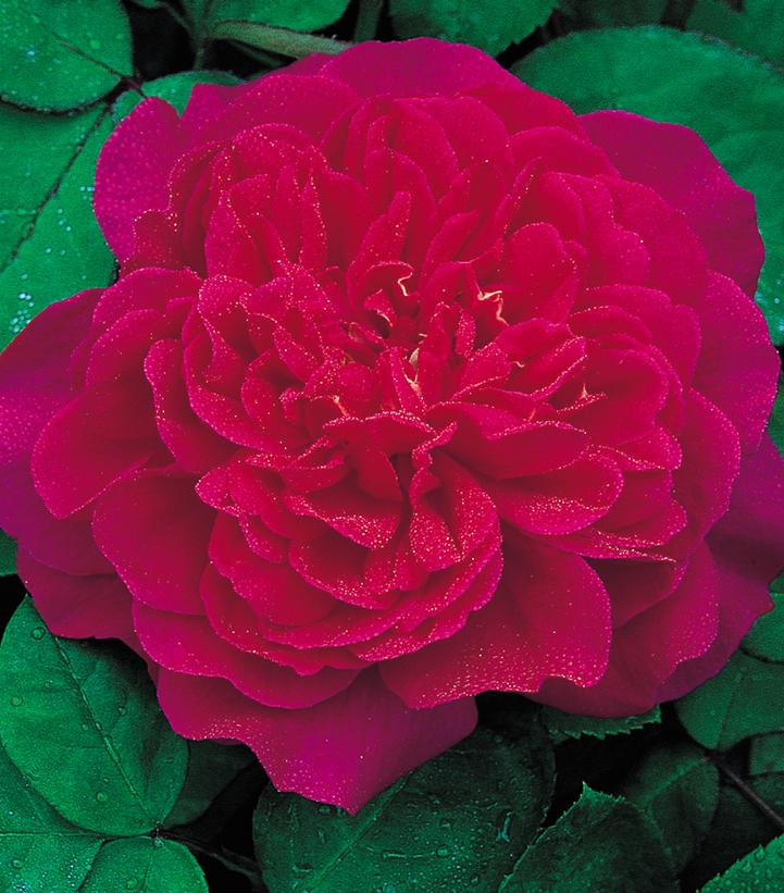 Rosa 'Sophy's Rose'