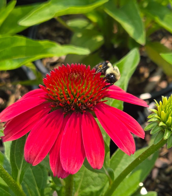 Echinacea x Sunmagic® 'Vintage Lipstick'