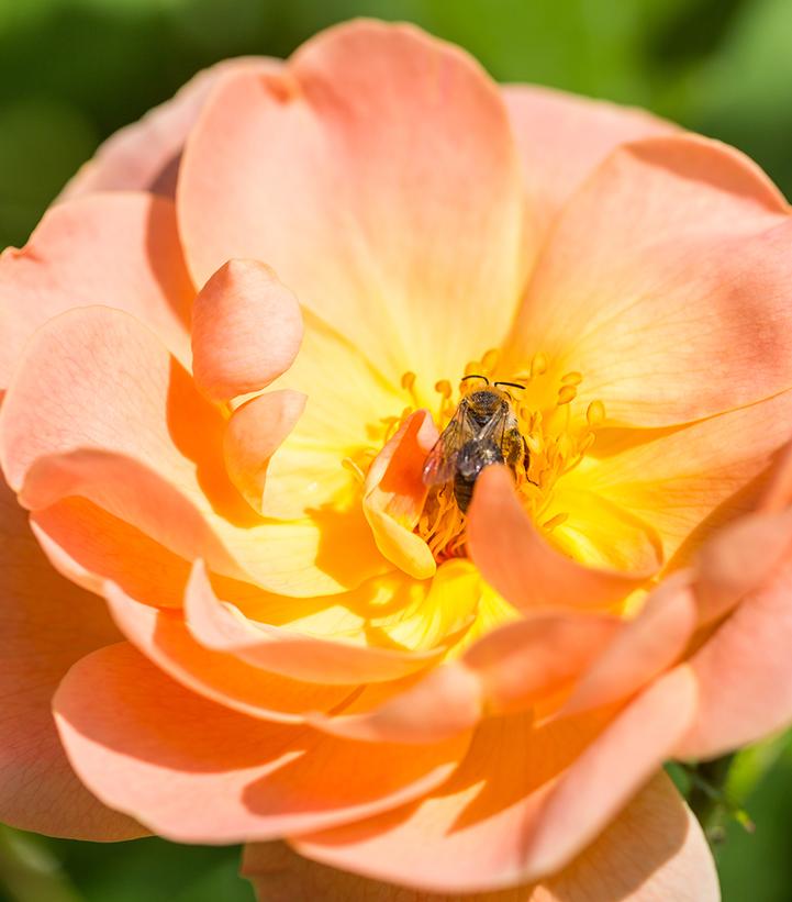 Rosa The Lark Ascending®