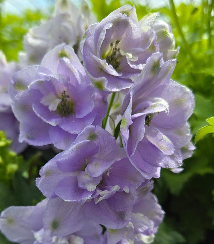 Delphinium elatum Aurora&trade; Lavender