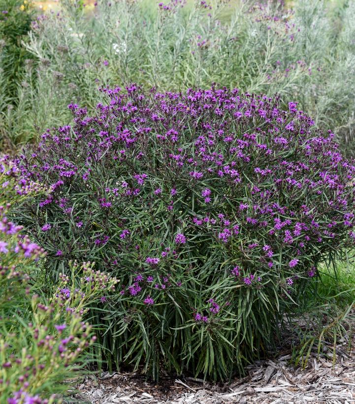 Vernonia x 'Prairie Princess'