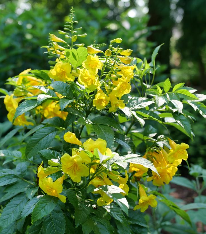 Tecoma x Chicklet® Gold