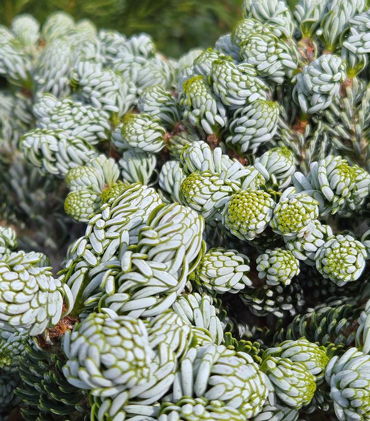 Abies koreana 'Ice Breaker'