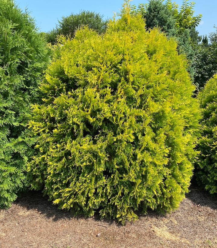 Thuja occidentalis Lemon Burst®