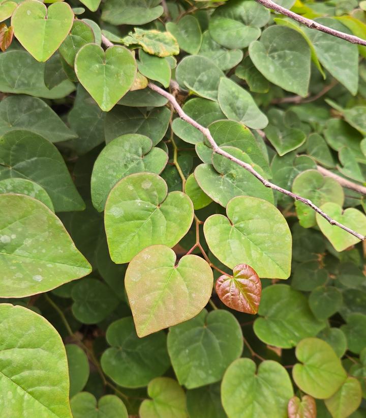 Cercis canadensis Garden Gems® Emerald