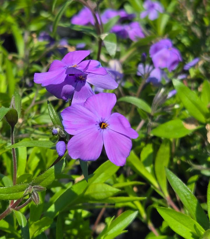 Phlox x 'Woodlander Purple'