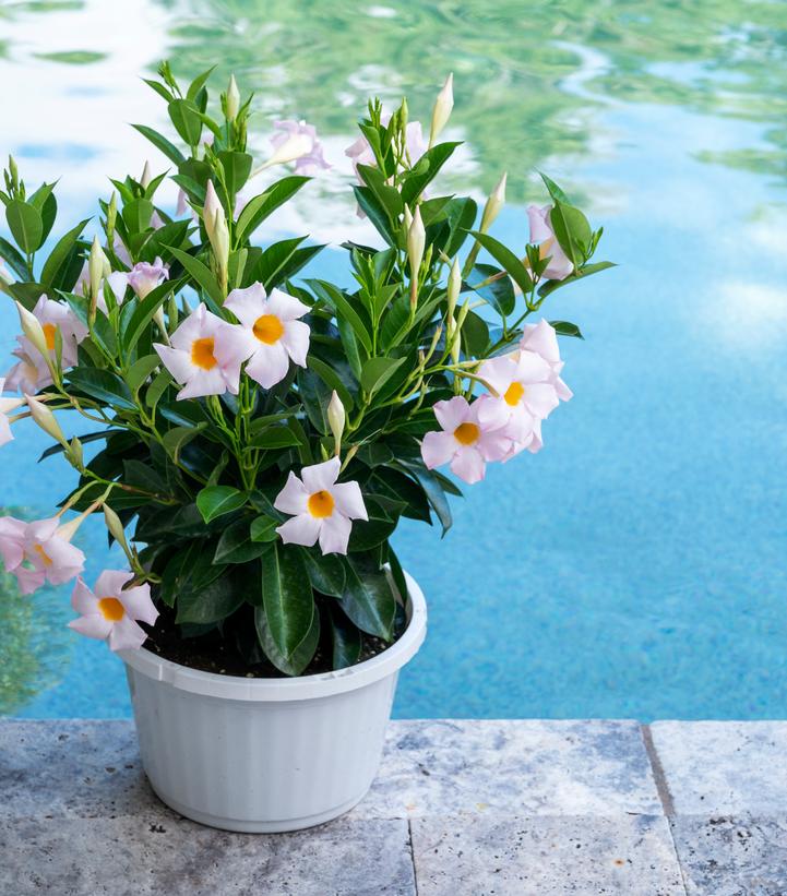 Mandevilla Sundenia® White