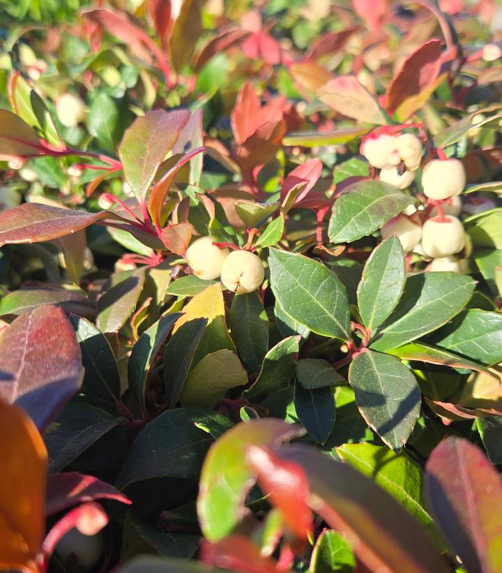 Gaultheria procumbens Ciao Bella - White
