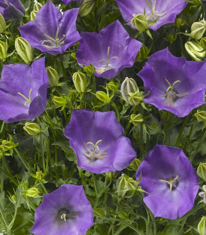 Campanula carpatica Pristar™ Deep Blue
