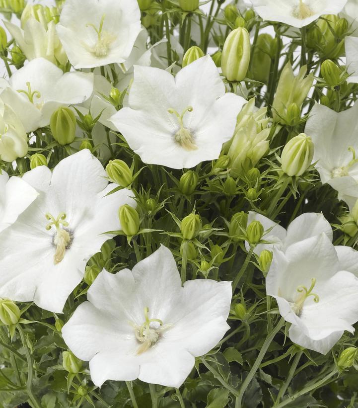 Campanula carpatica Pristar™ White