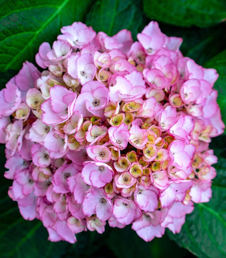Hydrangea macrophylla Soul Mate™