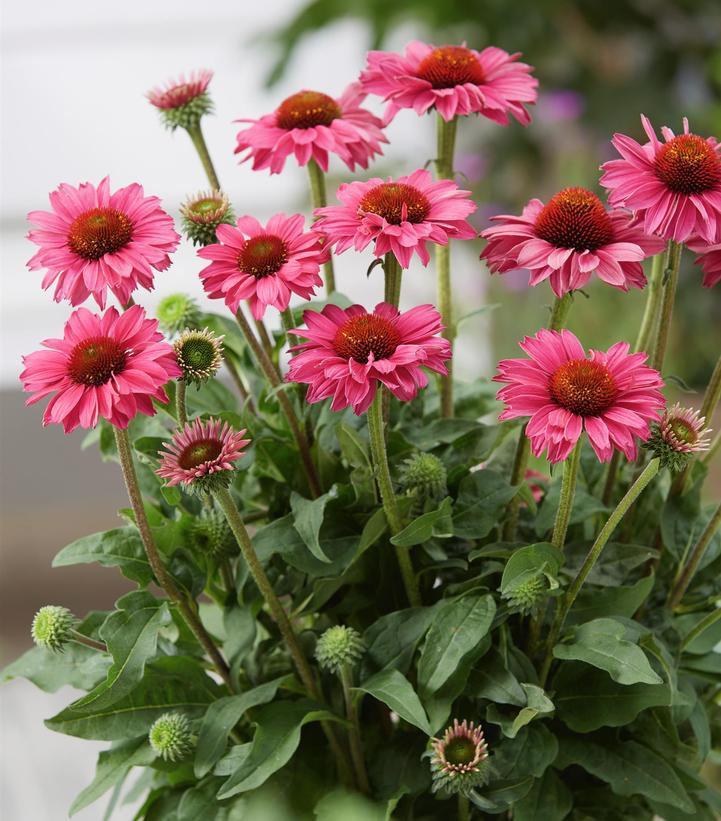 Echinacea x Sunseekers™ Magenta