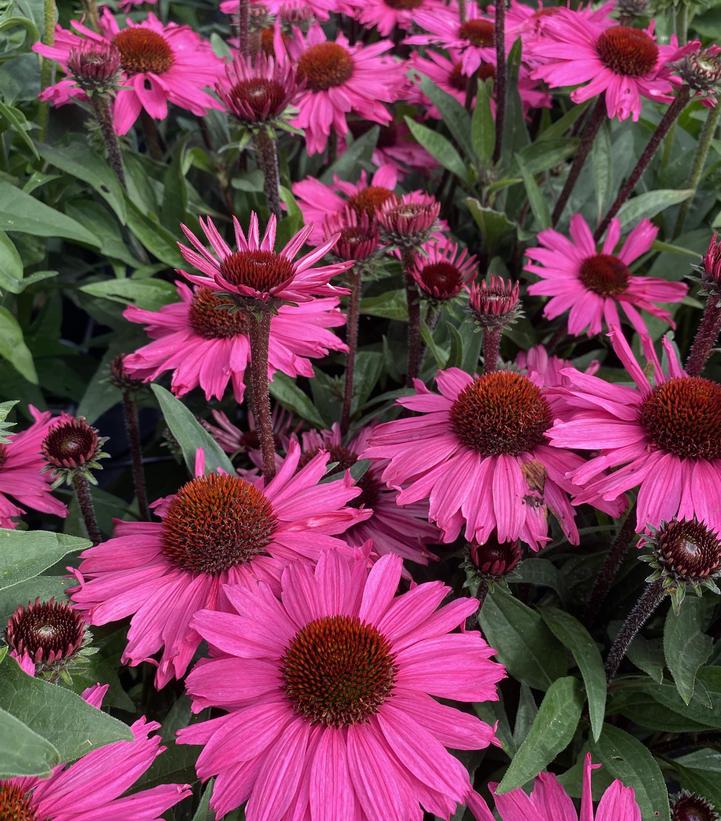 Echinacea x Sunseekers™ Purpleicious